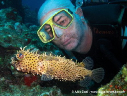 puffer fish with a funny model by Alex Zeni 